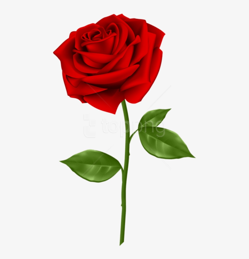 Detail Red Rose Download Nomer 33