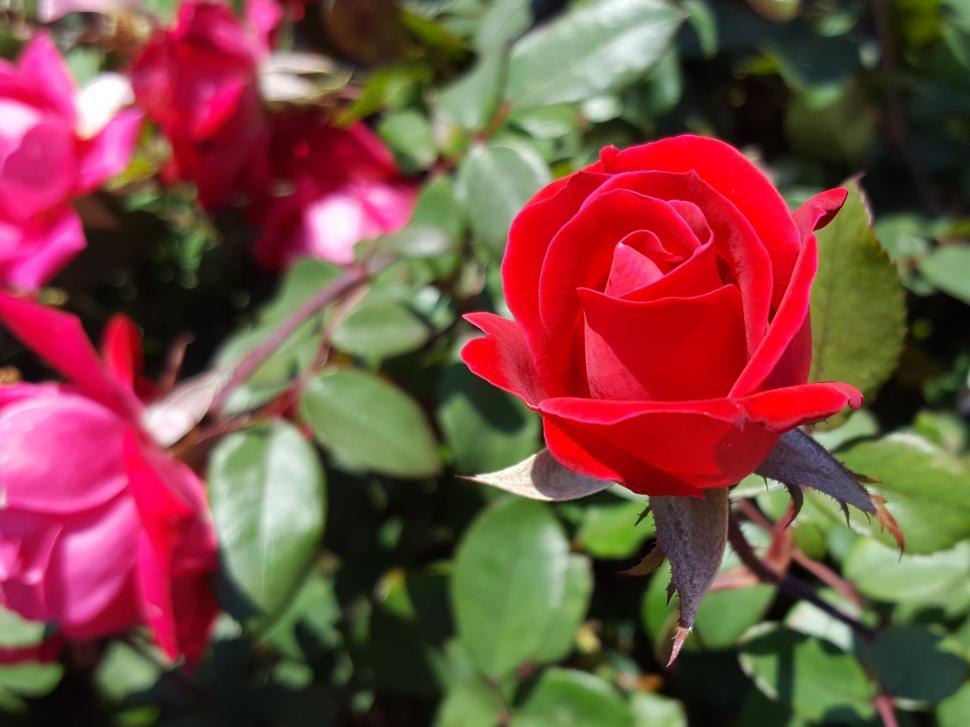 Detail Red Rose Download Nomer 34