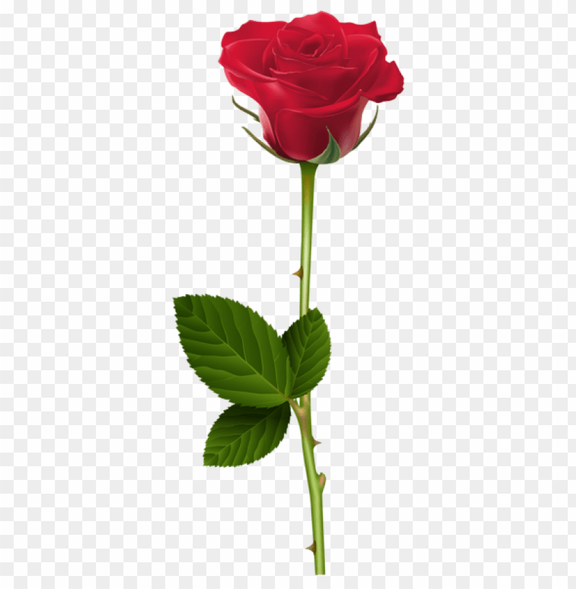 Detail Red Rose Download Nomer 35