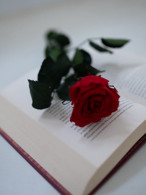 Detail Red Rose Download Nomer 37