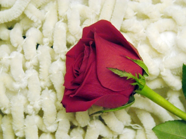 Detail Red Rose Download Nomer 38