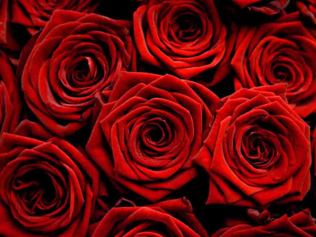 Detail Red Rose Download Nomer 40