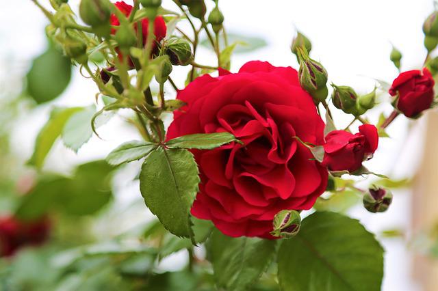 Detail Red Rose Download Nomer 41