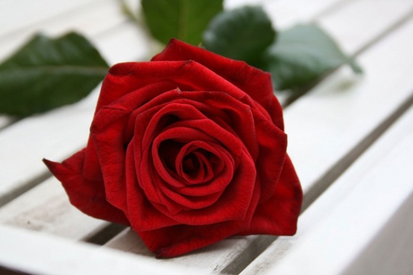 Detail Red Rose Download Nomer 43