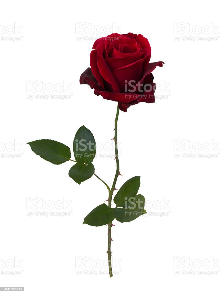 Detail Red Rose Download Nomer 46