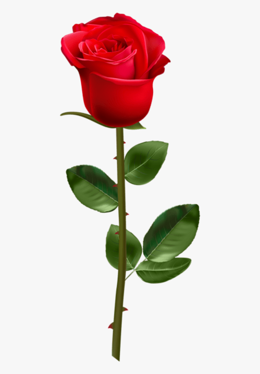 Detail Red Rose Download Nomer 6