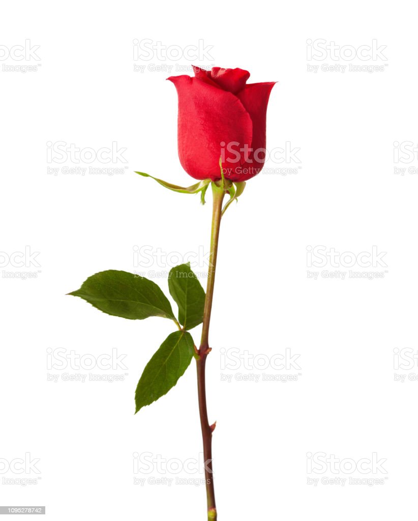Detail Red Rose Download Nomer 47