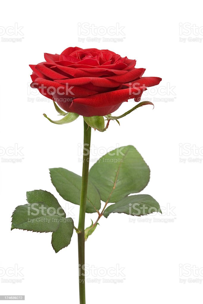 Detail Red Rose Download Nomer 48
