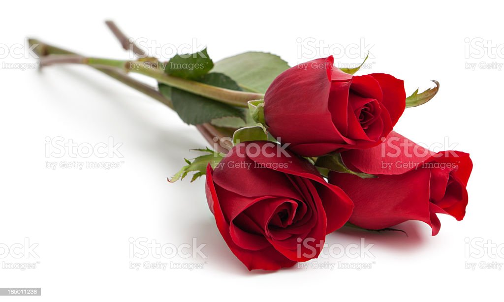 Detail Red Rose Download Nomer 49