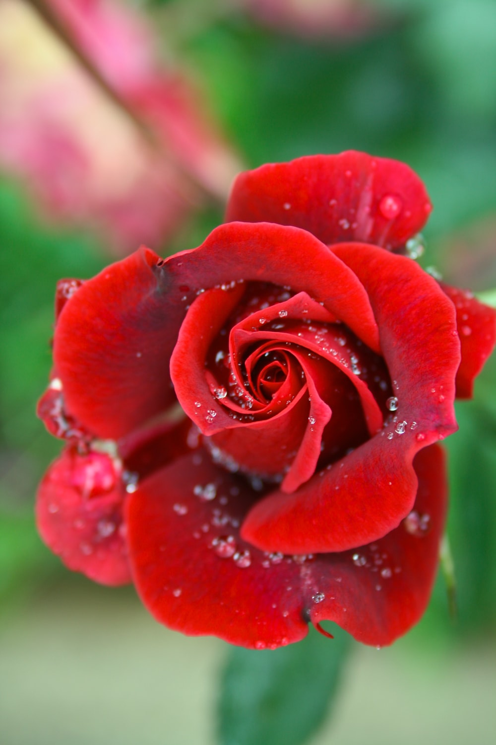 Detail Red Rose Download Nomer 50