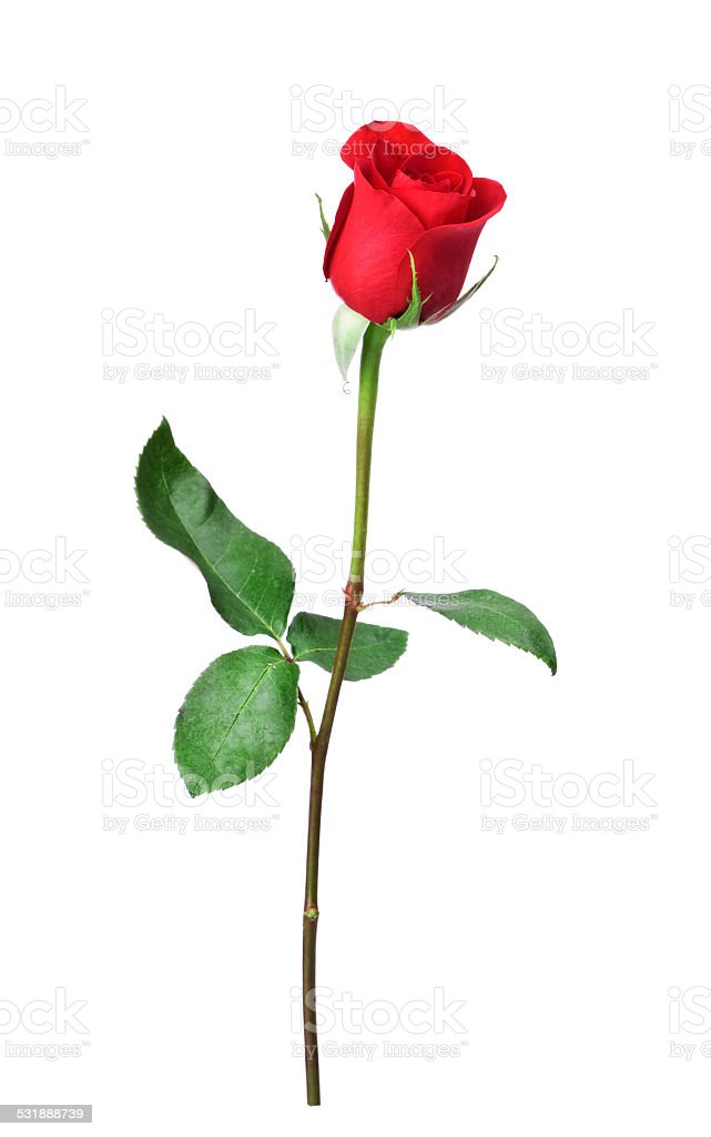 Detail Red Rose Download Nomer 51