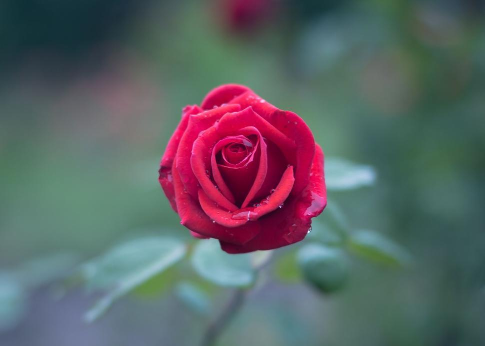 Detail Red Rose Download Nomer 53