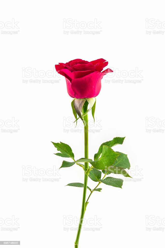 Detail Red Rose Download Nomer 55