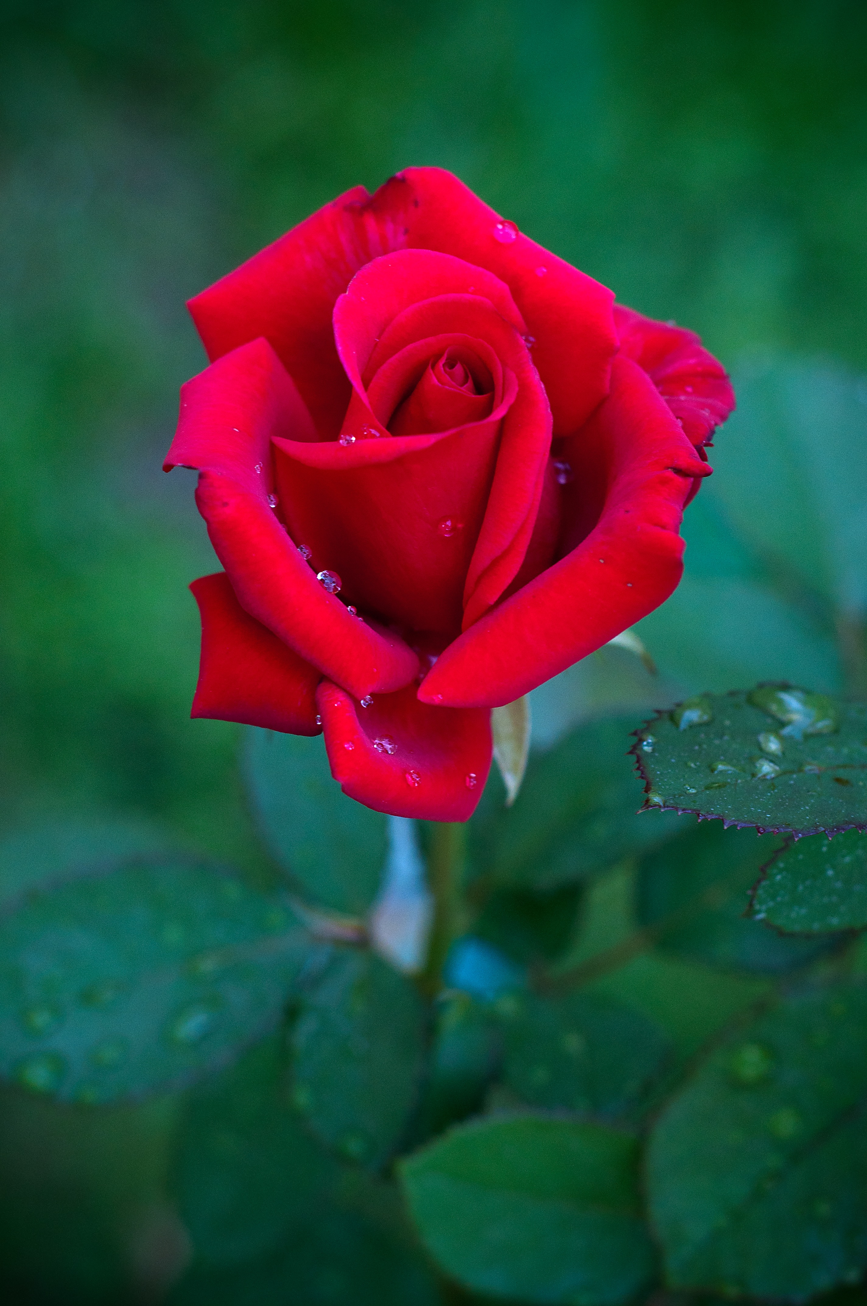 Detail Red Rose Download Nomer 56