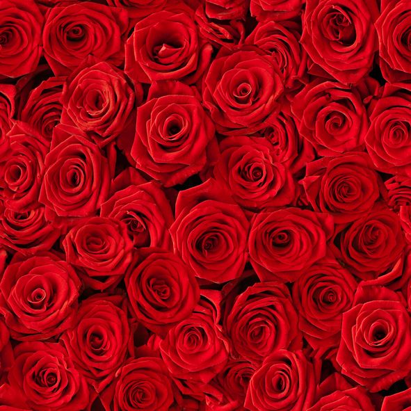 Detail Red Rose Flowers Images Nomer 2