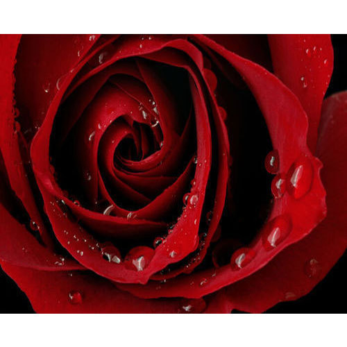 Detail Red Rose Flowers Images Nomer 39