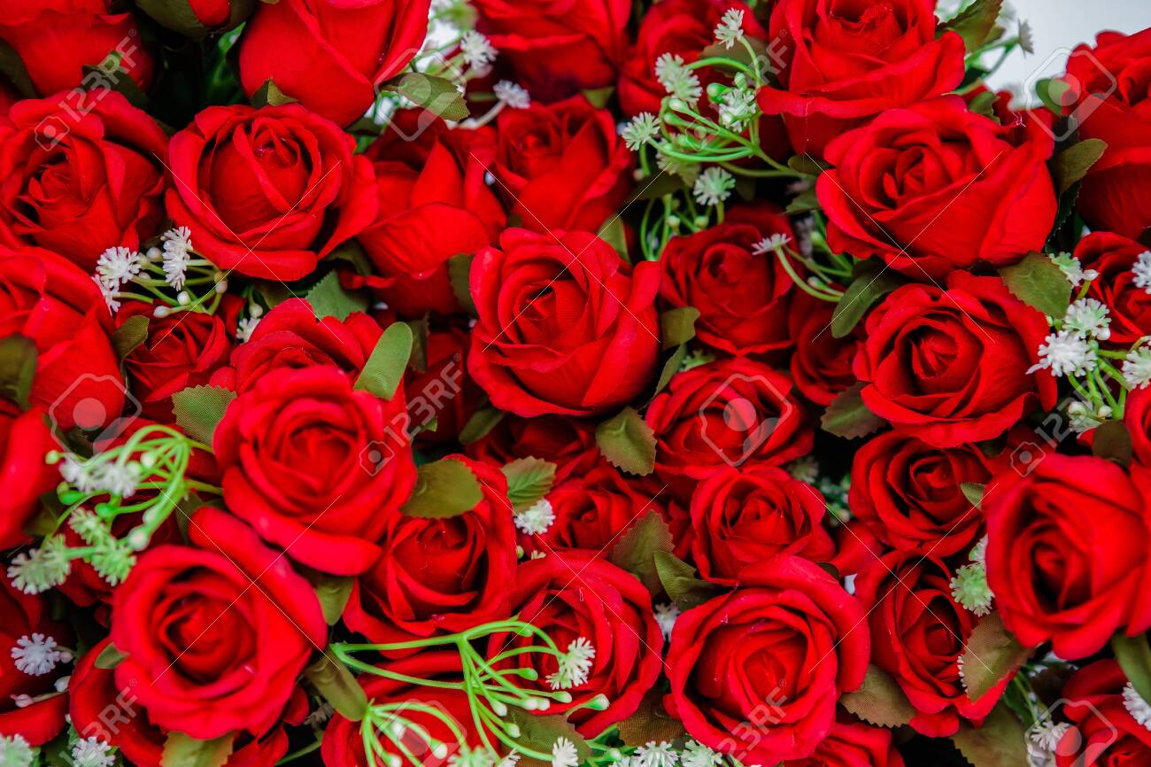 Detail Red Rose Flowers Picture Nomer 24