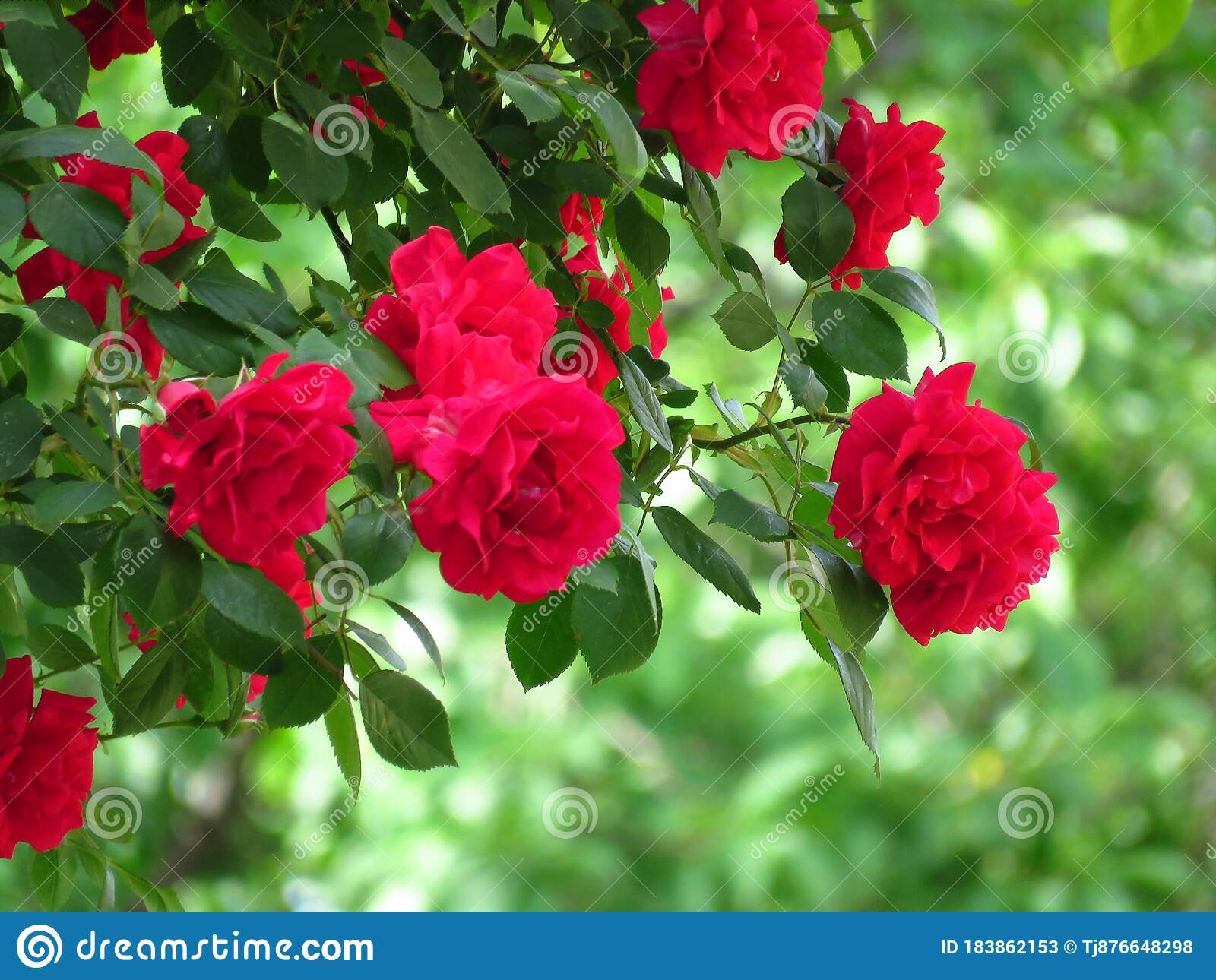 Detail Red Rose Flowers Picture Nomer 38