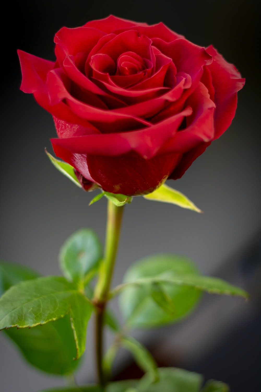 Red Rose Hd - KibrisPDR