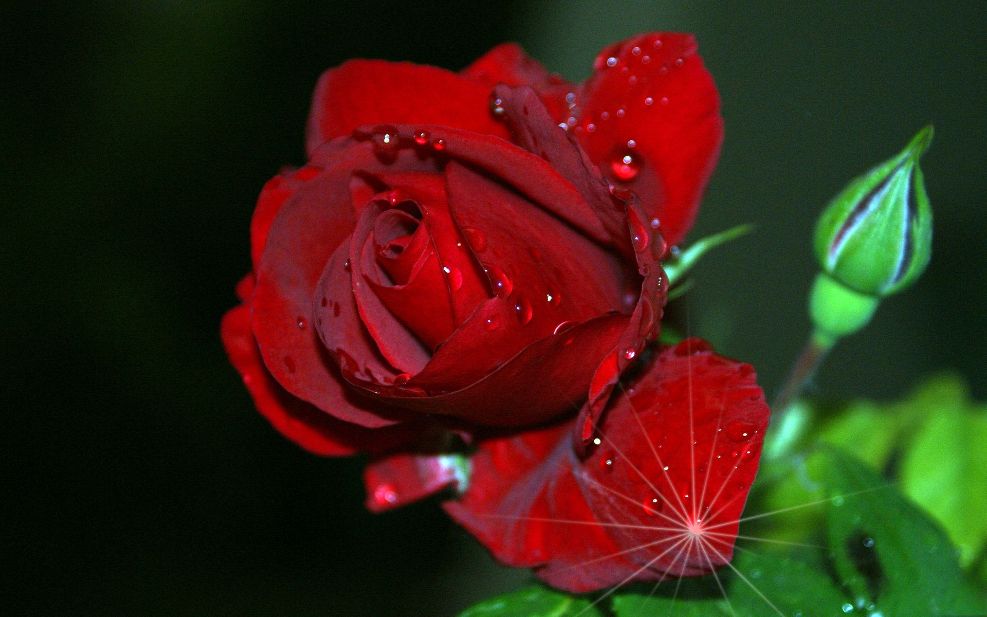 Detail Red Rose Image Hd Nomer 21