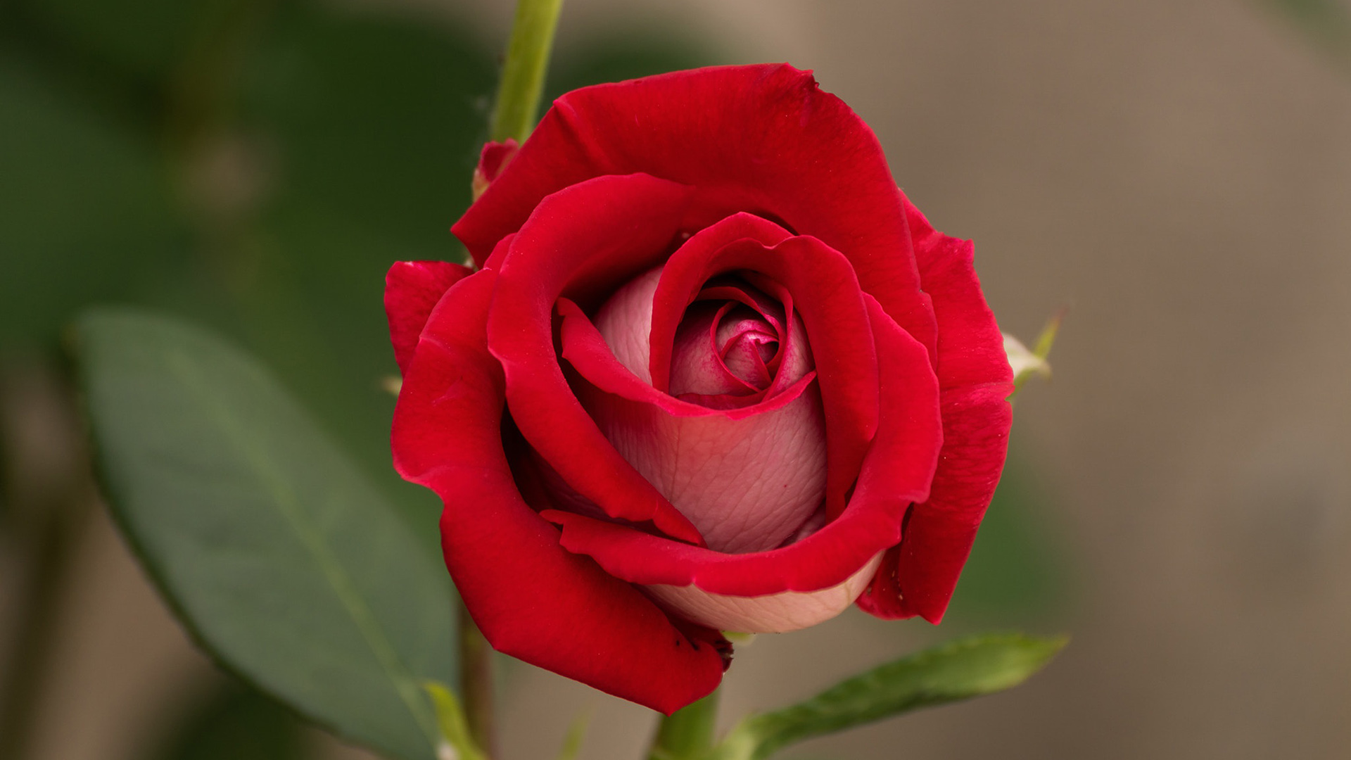 Detail Red Rose Image Hd Nomer 35