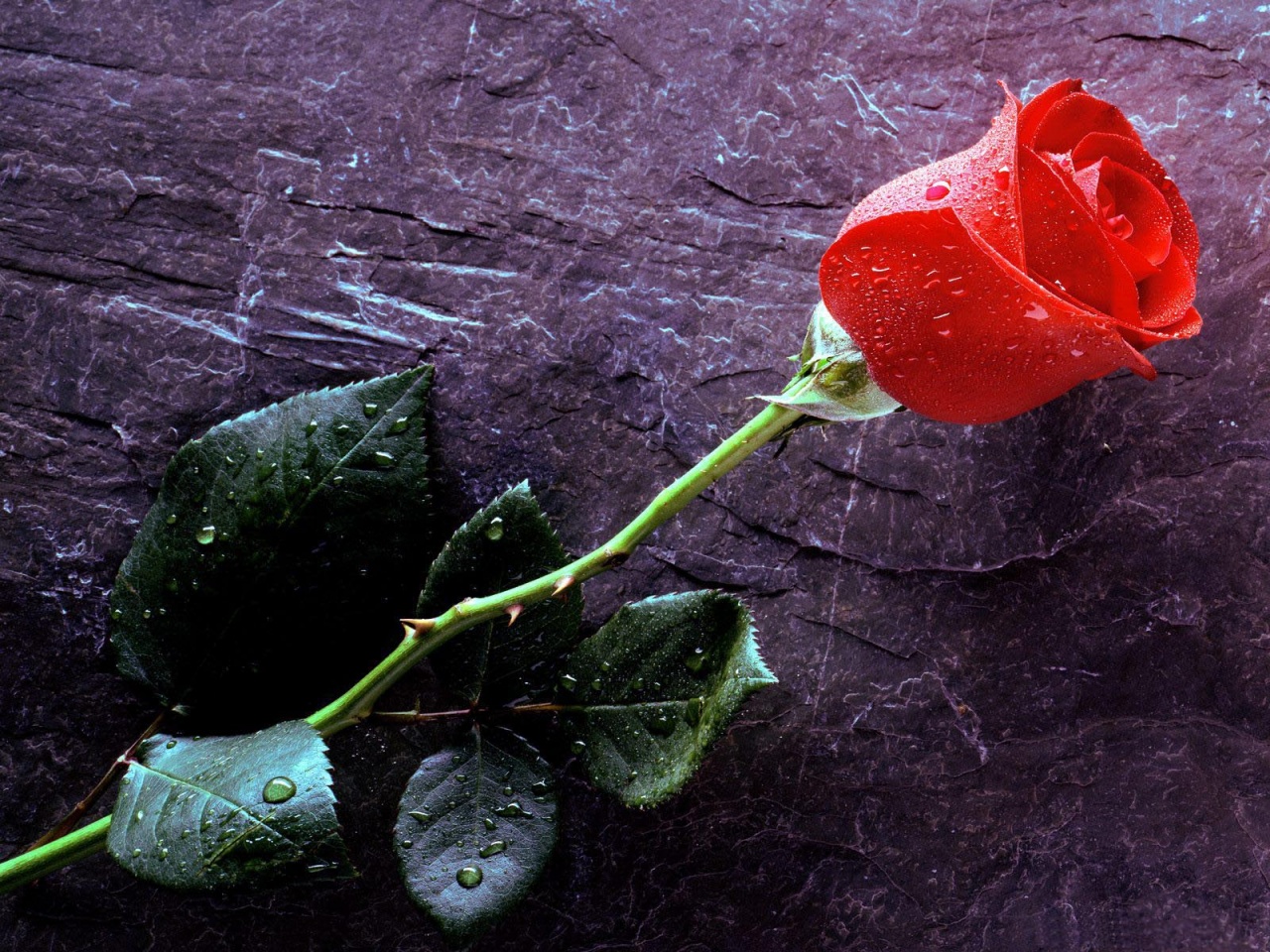 Detail Red Rose Image Hd Nomer 56