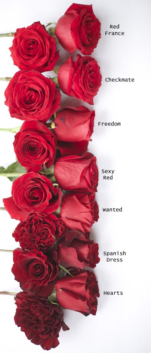 Detail Red Rose Image Hd Nomer 58