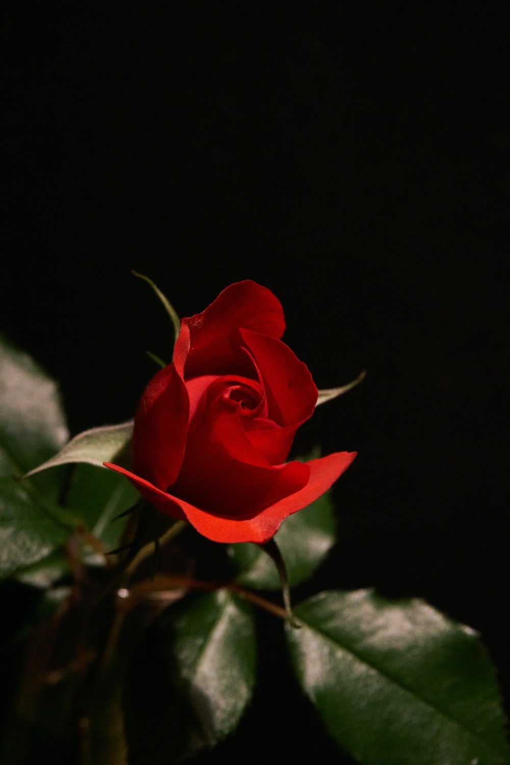 Detail Red Rose Images Love Hd Nomer 5