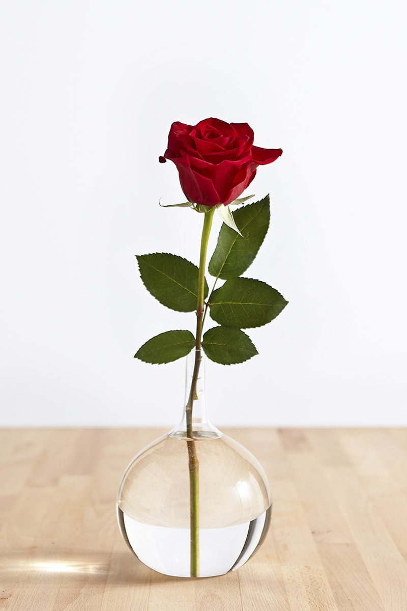 Download Red Rose Images Love Hd Nomer 36
