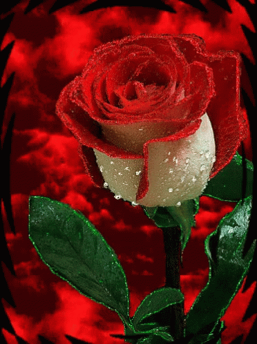 Detail Red Rose Images Love Hd Nomer 42