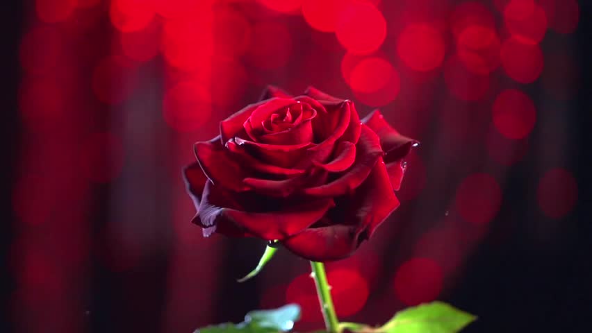 Download Red Rose Images Love Hd Nomer 48
