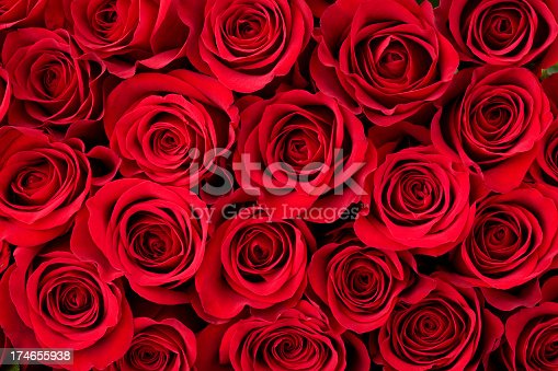 Detail Red Rose Pics Nomer 16