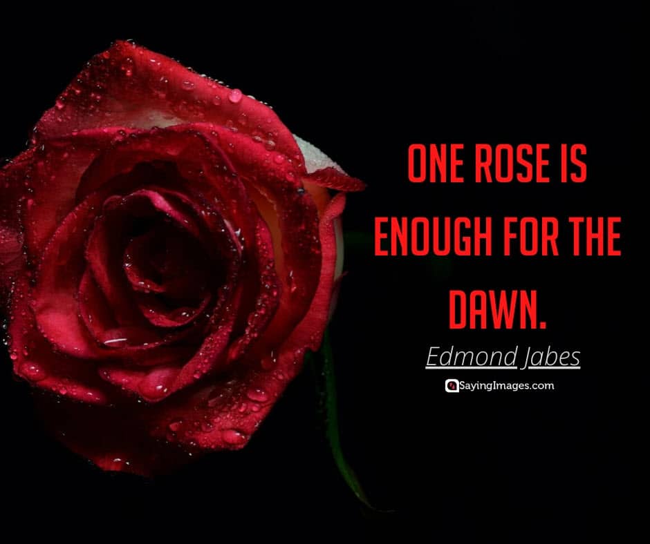 Detail Red Rose Quotes Nomer 7