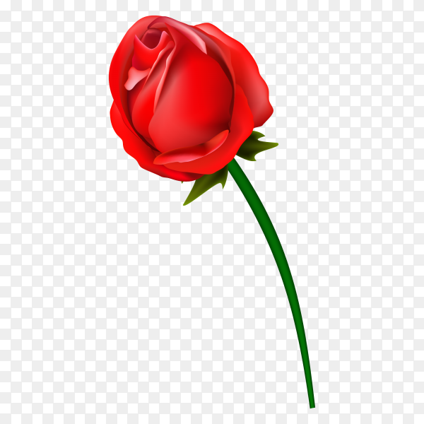 Detail Red Rose Vector Png Nomer 17