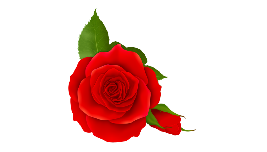 Detail Red Rose Vector Png Nomer 41