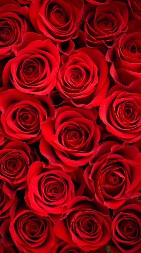 Detail Red Rose Wallpaper Hd Nomer 11