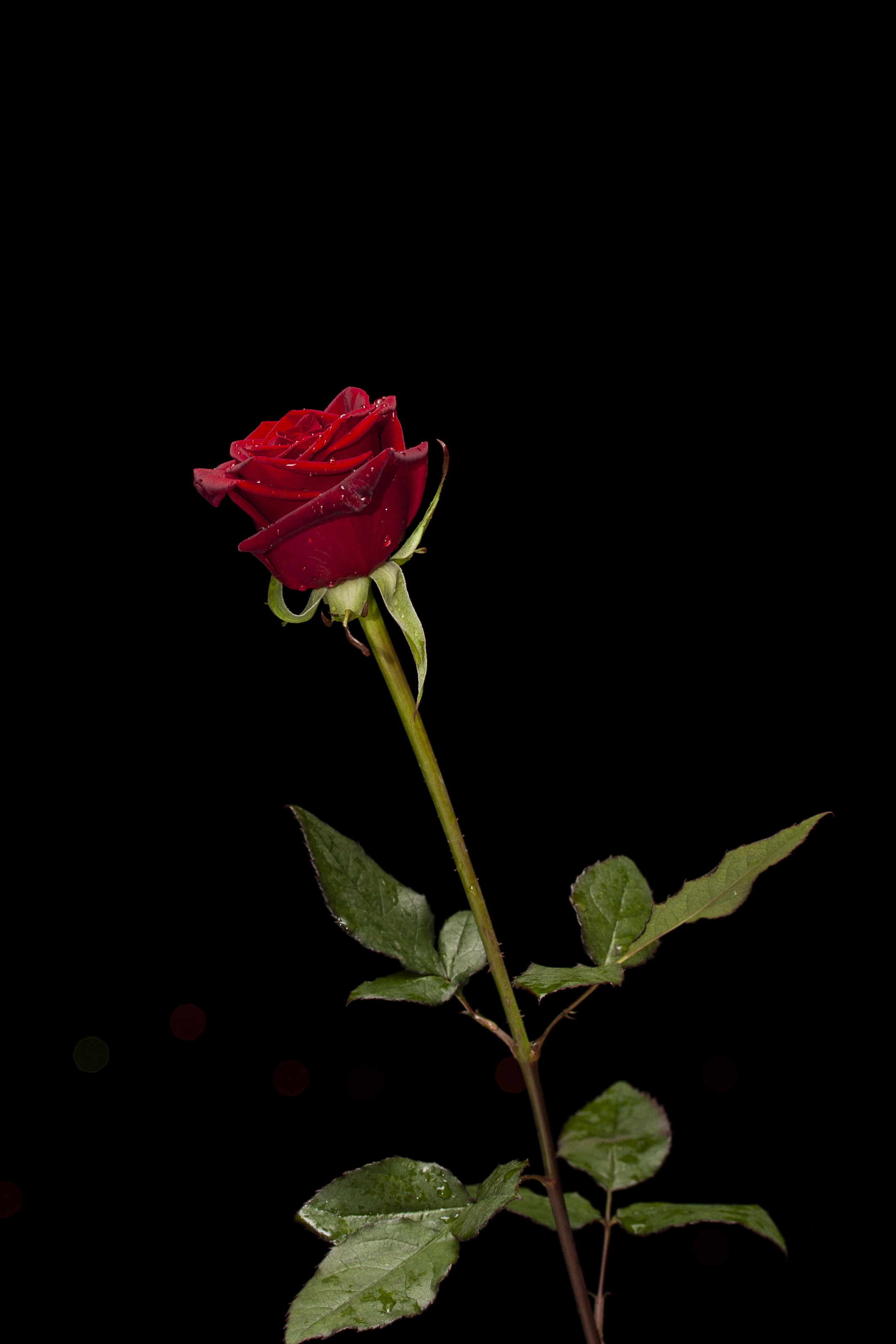 Detail Red Rose Wallpaper Hd Nomer 20