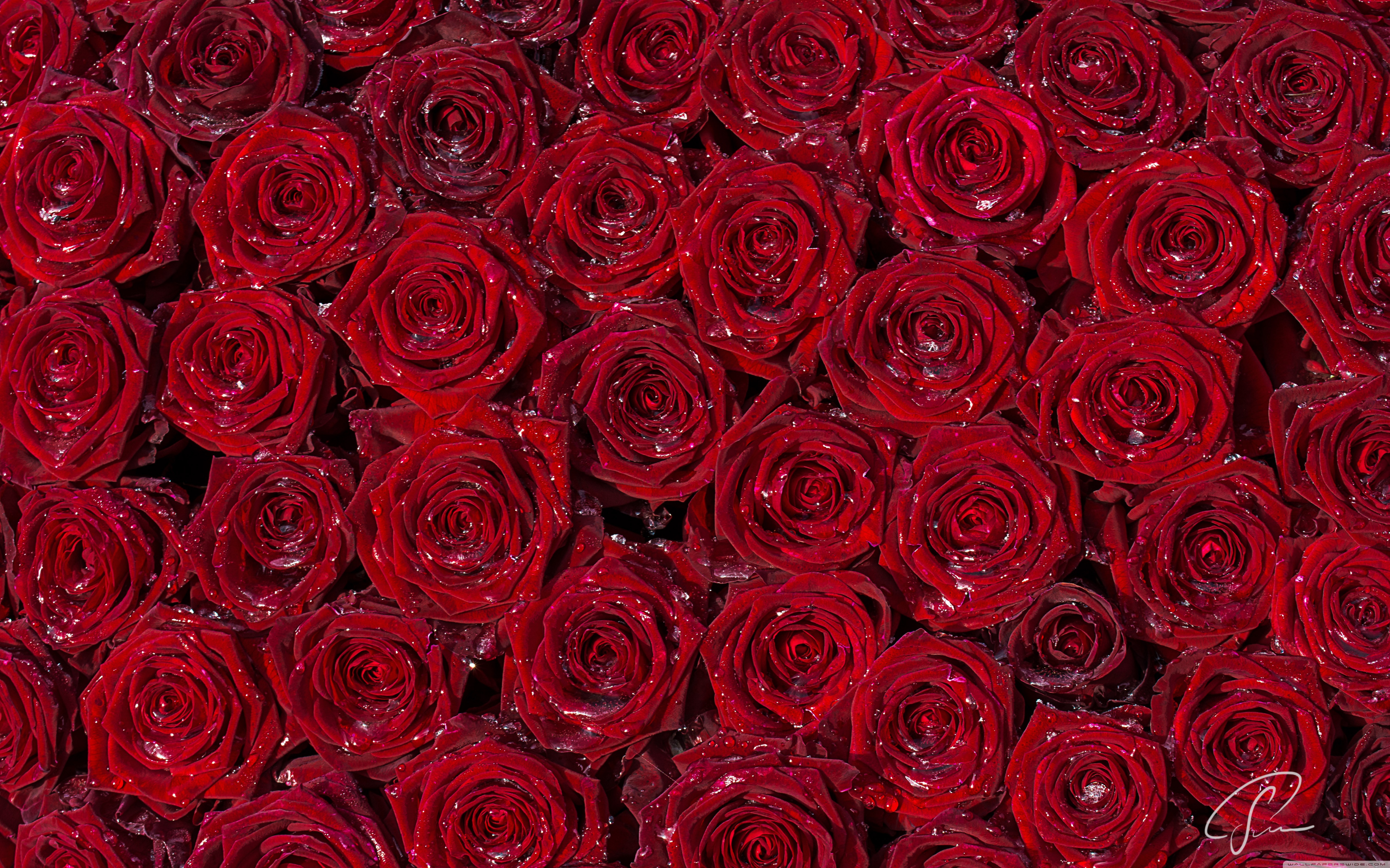 Detail Red Rose Wallpaper Hd Nomer 31