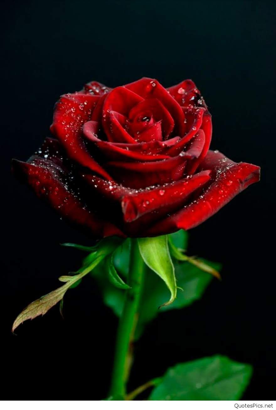 Detail Red Rose Wallpaper Hd Nomer 48