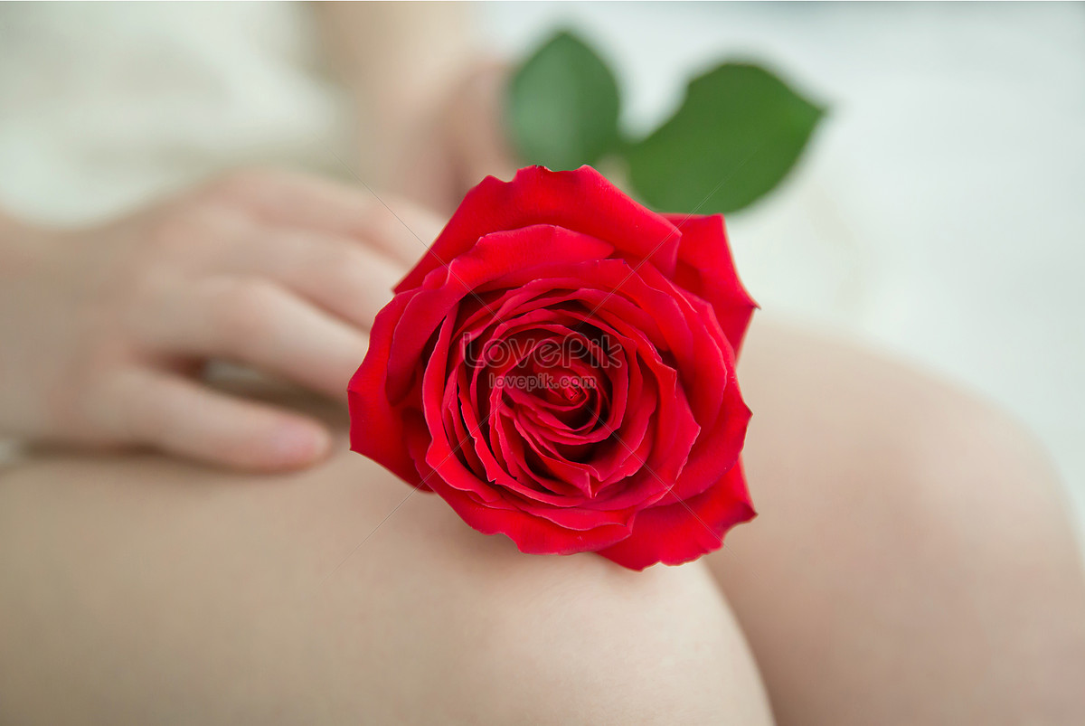 Detail Red Rose Woman Free Download Nomer 45