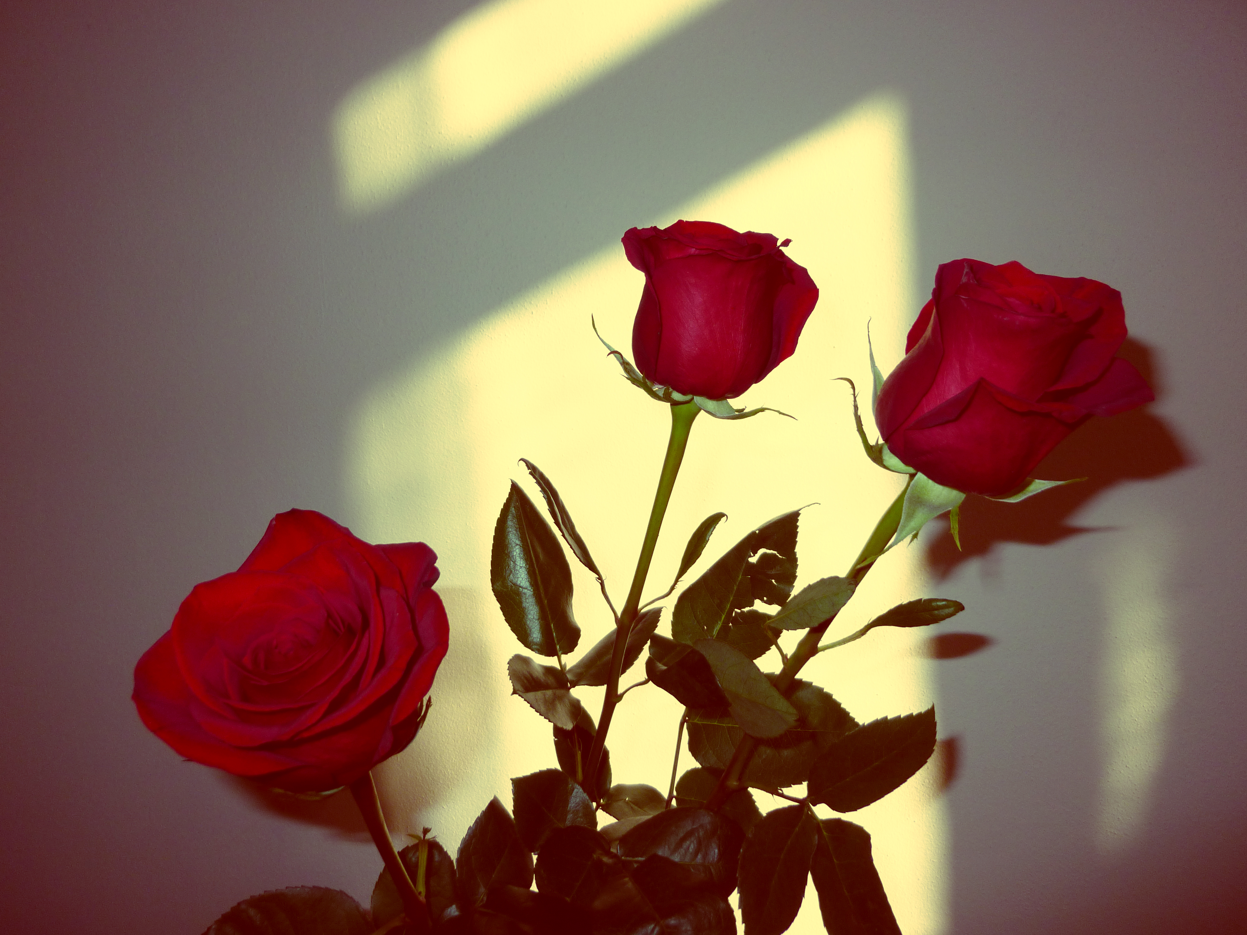 Detail Red Roses Download Nomer 24