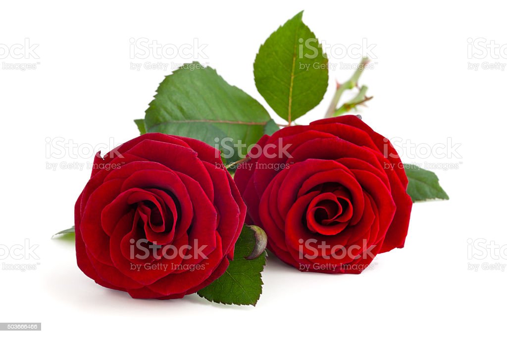 Detail Red Roses Download Nomer 47