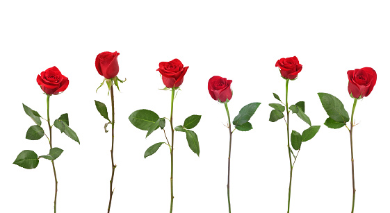 Detail Red Roses Download Nomer 53