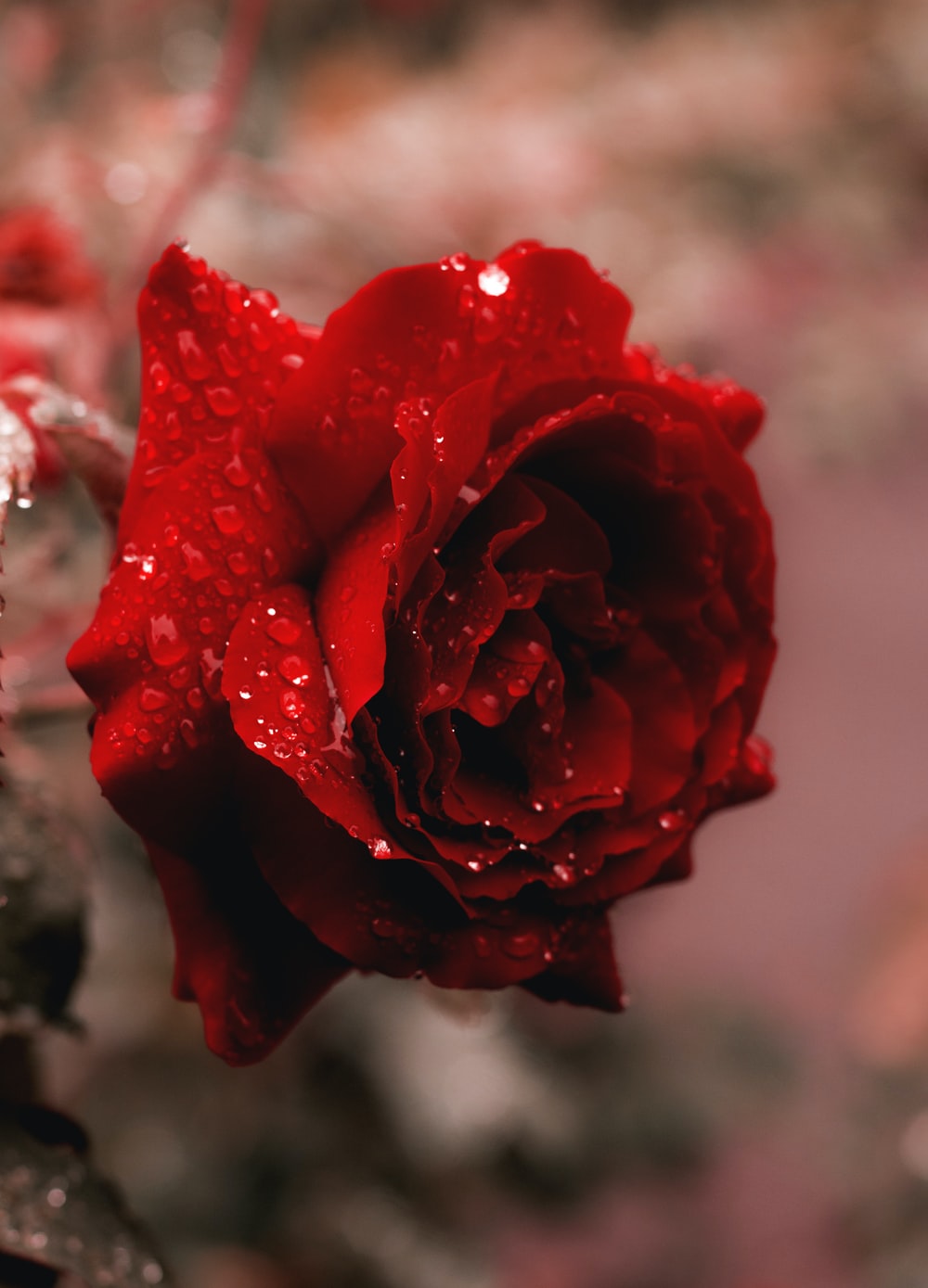 Detail Red Roses Download Nomer 7