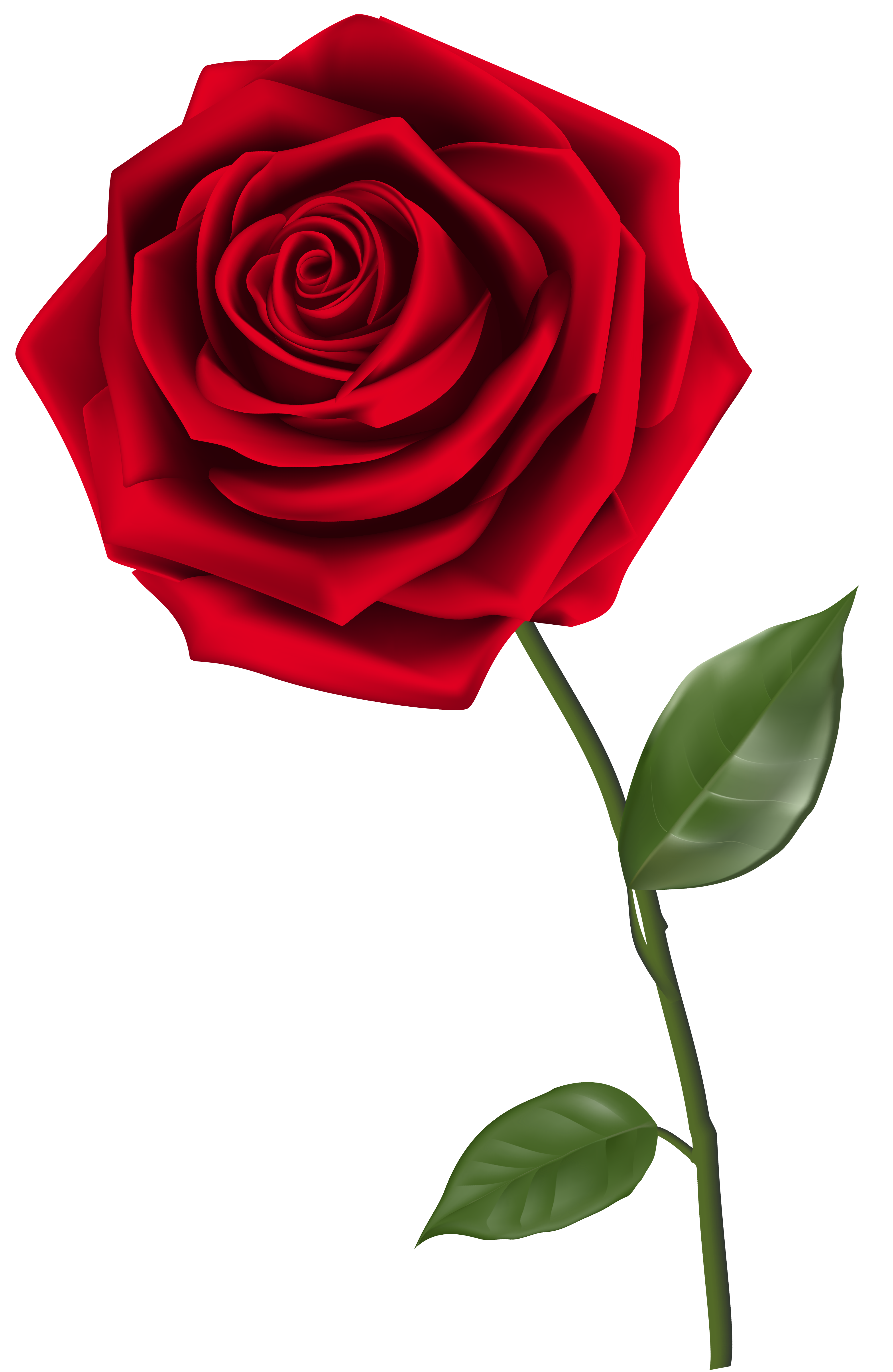 Detail Red Roses Png Nomer 8