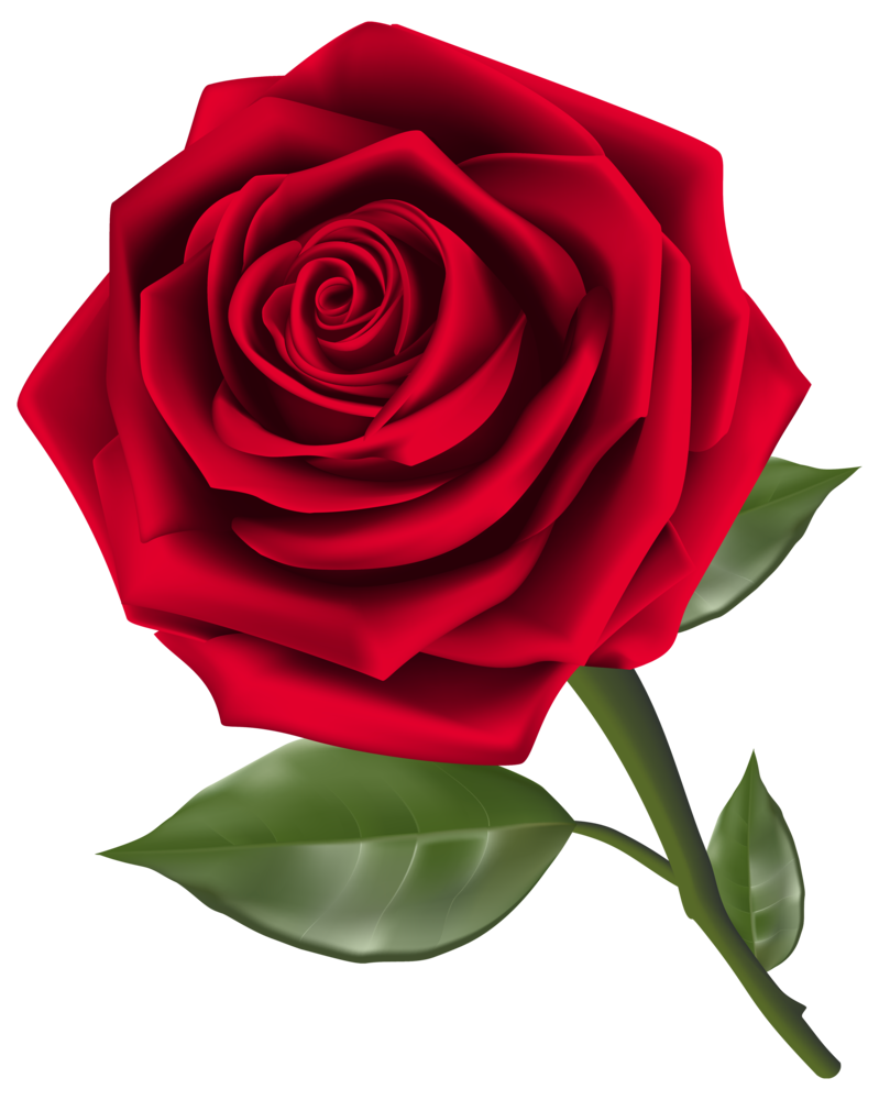 Detail Red Roses Png Nomer 12