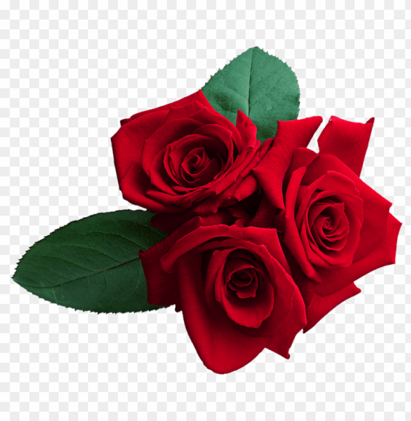 Red Roses Png - KibrisPDR