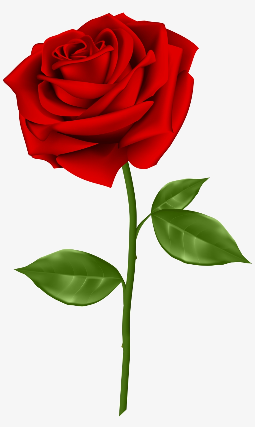 Detail Red Roses Png Nomer 2