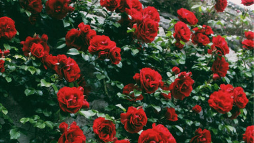Detail Red Roses Tumblr Nomer 2