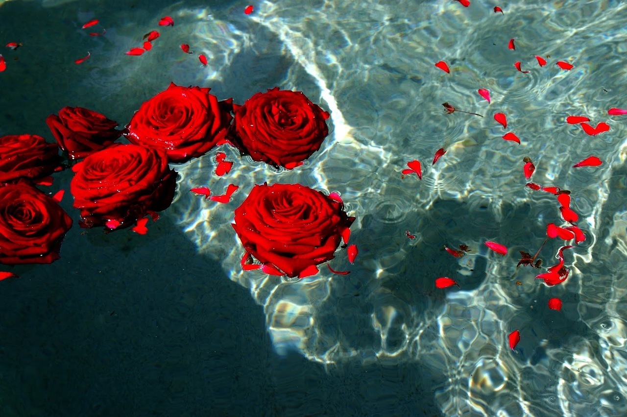 Detail Red Roses Tumblr Nomer 26